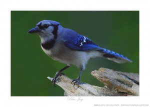 Blue Jay Ken Buckner