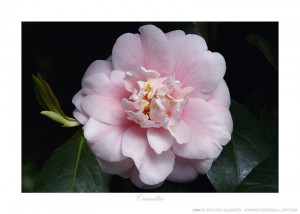 Camellia Ken Buckner