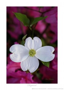 Dogwood Ken Buckner
