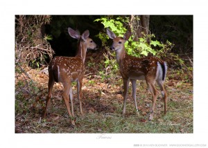 Fawns Ken Buckner