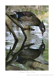 Female Wood Duck Ken Buckner