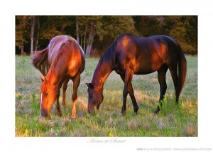 Horses at Sunset Ken Buckner