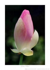 Lotus Bud Ken Buckner