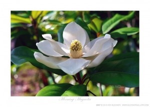 Morning Magnolia Ken Buckner