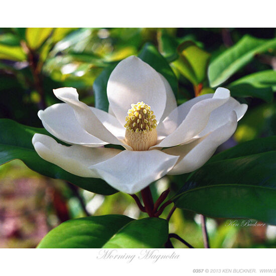 Morning Magnolia Ken Buckner