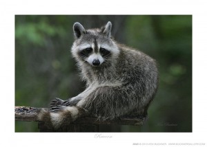 Raccoon Ken Buckner