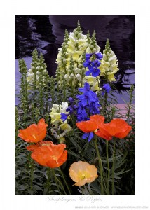 Snapdragons & Poppies Ken Buckner