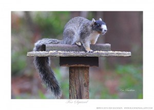 Squirrel Fox Ken Buckner