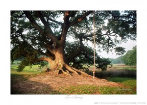 Tree Swing Ken Buckner