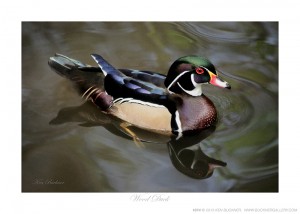 Wood Duck Ken Buckner