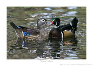 Wood Ducks Ken Buckner