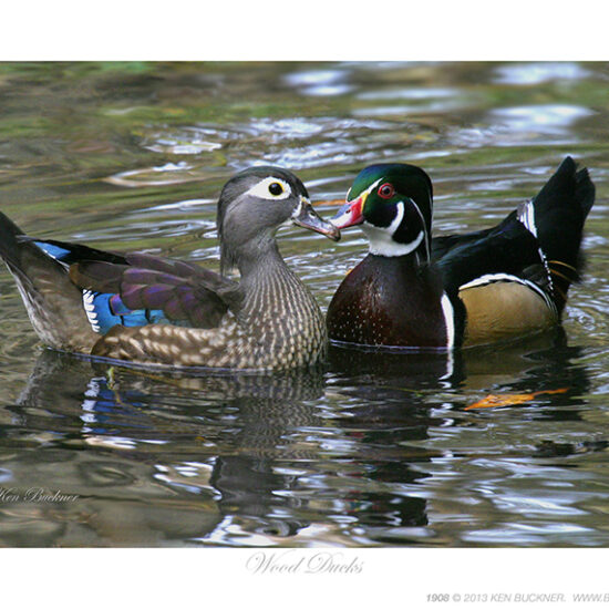Wood Ducks Ken Buckner