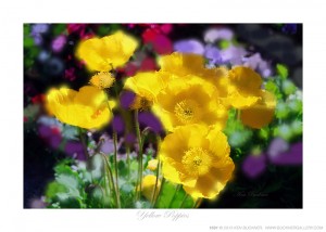 Yellow Poppies Ken Buckner