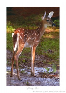 Young Deer Ken Buckner