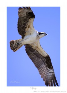 Osprey Ken Buckner
