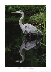 Blue Heron Wading Ken Buckner