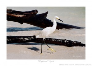 Driftwood Egret Ken Buckner