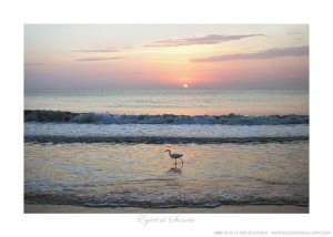 Egret at Sunrise Ken Buckner