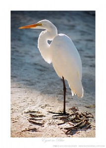 Egret in Blue Ken Buckner