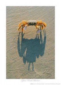 Ghost Crab Shadow Ken Buckner