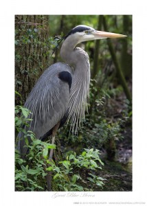 Great Blue Heron Ken Buckner