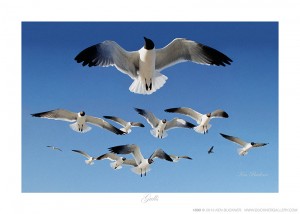 Gulls Ken Buckner