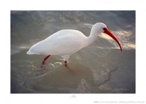 Ibis Ken Buckner