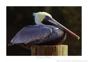 Resting Pelican Ken Buckner