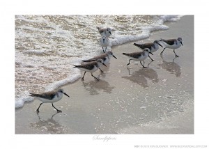 Sandpipers Ken Buckner