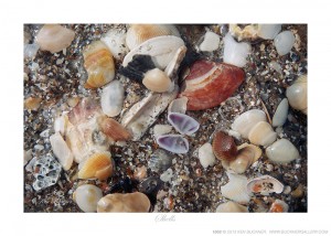 Shells Ken Buckner