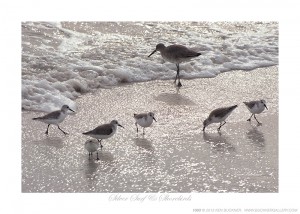 Silver Surf & Shorebirds Ken Buckner