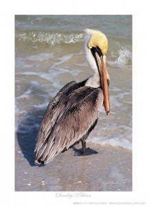 Sunday Pelican Ken Buckner