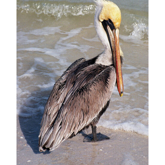 Sunday Pelican Ken Buckner