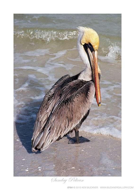 Sunday Pelican Ken Buckner