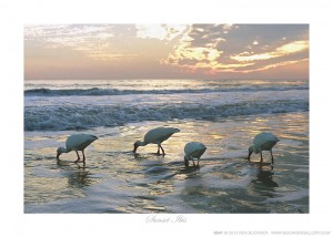 Sunset Ibis Ken Buckner