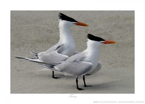 Terns Ken Buckner