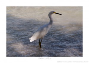 White Heron Ken Buckner