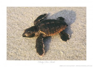 Baby Sea Turtle Ken Buckner