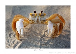 Ghost Crab Ken Buckner