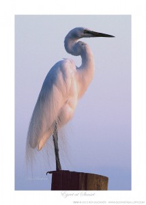 Egret at Sunset Ken Buckner