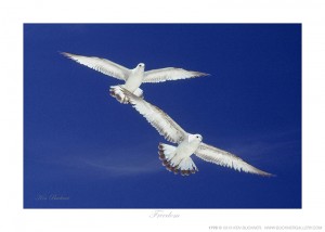 Freedom Ken Buckner