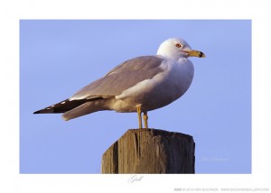 Gull Ken Buckner
