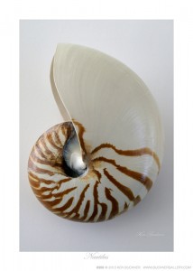 Nautilis Ken Buckner