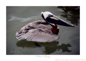 Pelican Beauty Ken Buckner