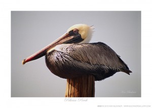 Pelican Perch Ken Buckner