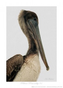 Pelican Personality #1 Ken Buckner