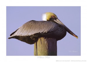 Pelican Rest Ken Buckner