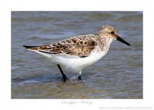 Sandpiper Wading Ken Buckner