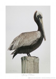 Spring Pelican Ken Buckner