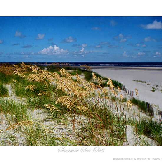 Summer Sea Oats Ken Buckner